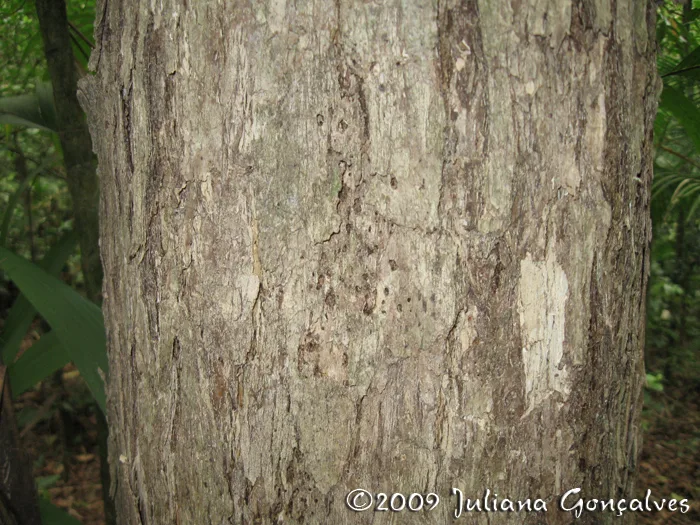 Tucaneira (Citharexylum myrianthum)
