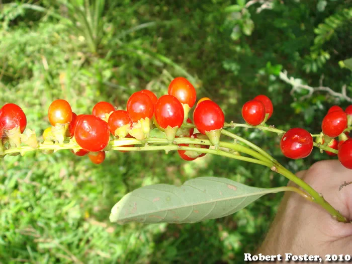 Tucaneira (Citharexylum myrianthum)