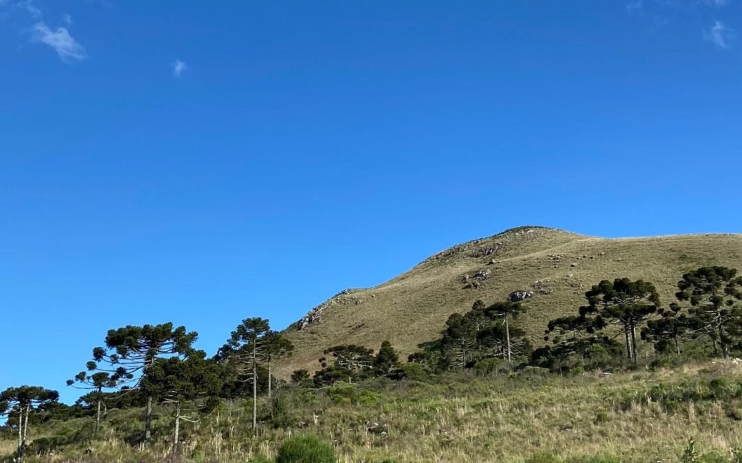 Plataforma Ambiental 2024