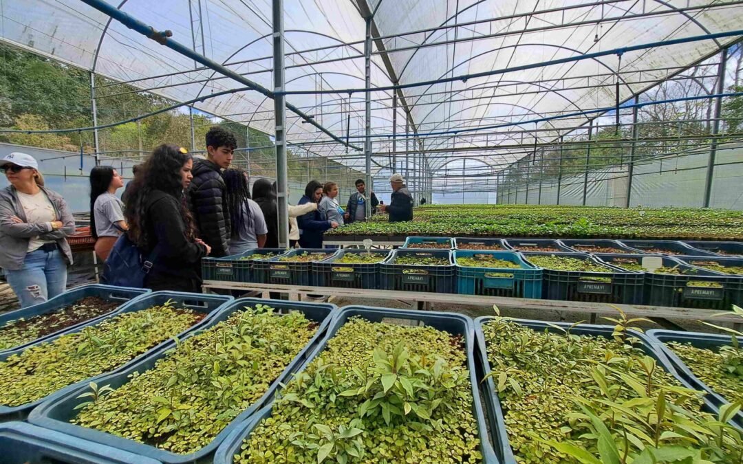 Mês da Árvore: confira as ações da Apremavi