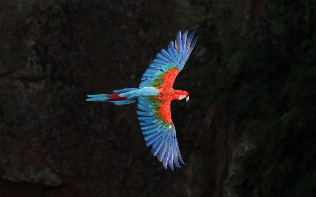 Biodiversidade global reduziu 73% nos últimos 50 anos