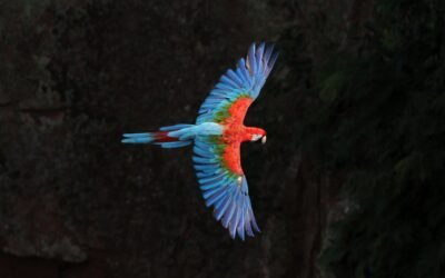 Biodiversidade global reduziu 73% nos últimos 50 anos