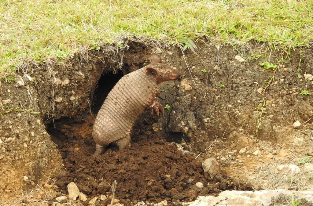 Tatu-de-rabo-mole-grande: o gigante desconhecido das florestas do sul da América