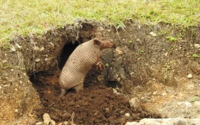 Tatu-de-rabo-mole-grande: o gigante desconhecido das florestas do sul da América