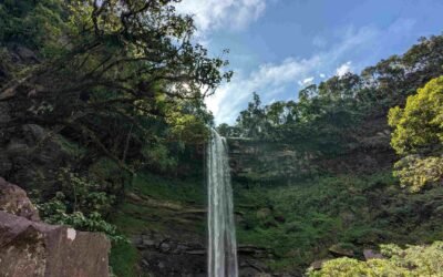 Plano de Manejo do Parque Mata Atlântica é finalizado e aprovado pela prefeitura