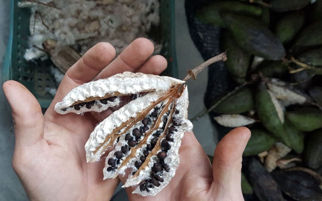 Rede de Sementes Mais Floresta planeja próximos passos