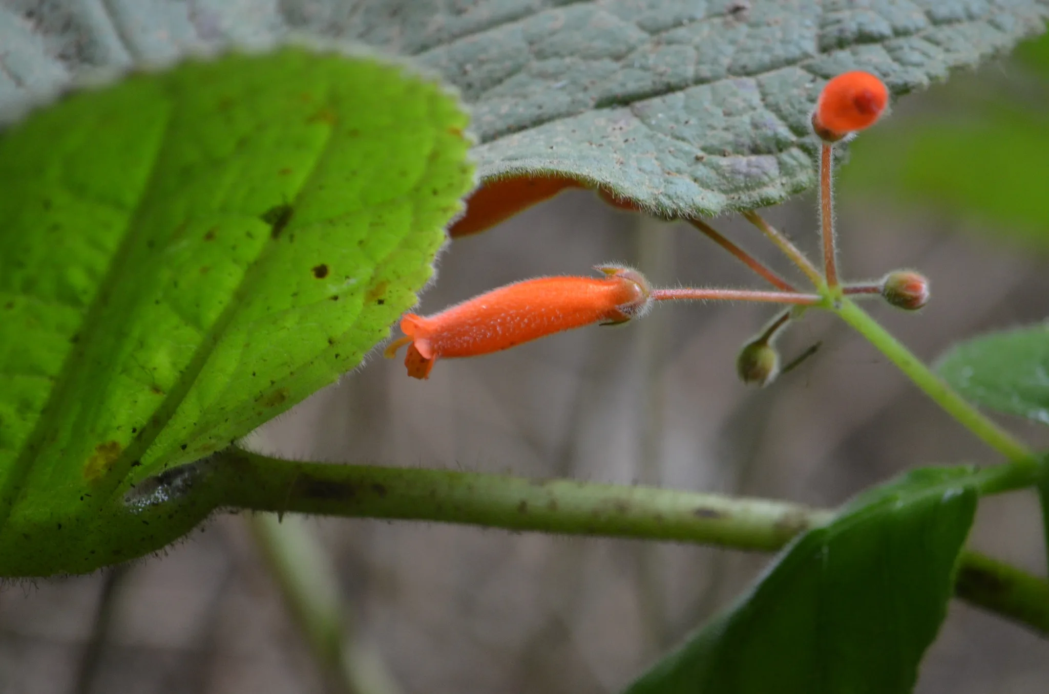 rainha-do-abismo (Sinningia macropoda)