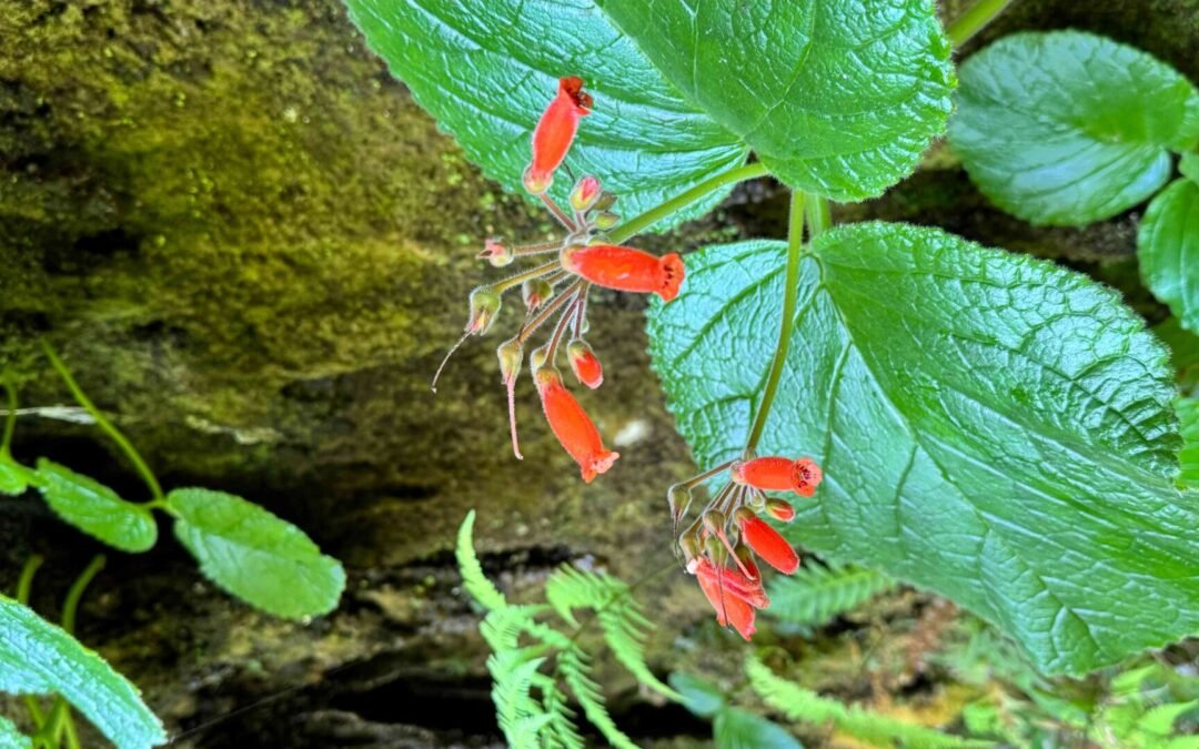 Rainha-do-abismo: beleza das rochas da Mata Atlântica
