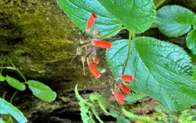 Rainha-do-abismo: beleza das rochas da Mata Atlântica