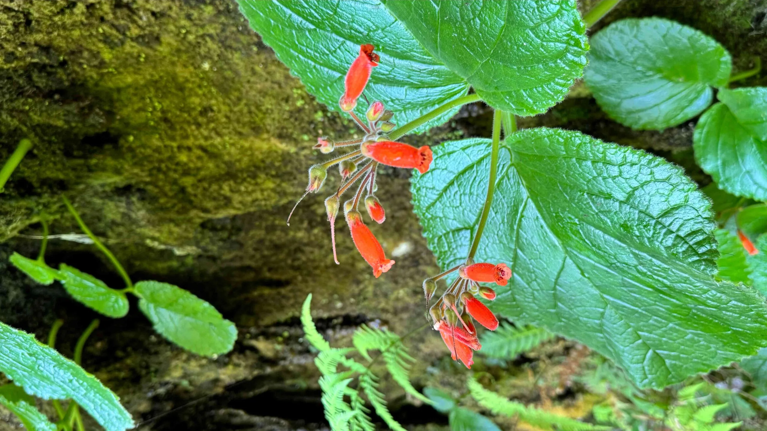 rainha-do-abismo (Sinningia macropoda)