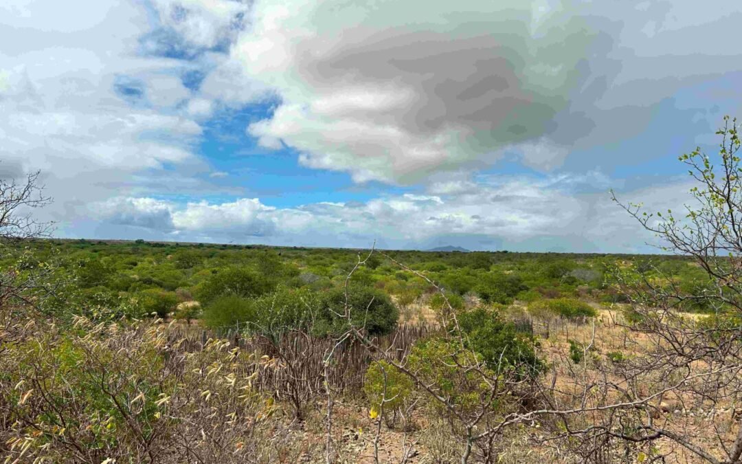 Restaurando a Caatinga: a experiência do projeto RE-Habitar Ararinha Azul na Bahia