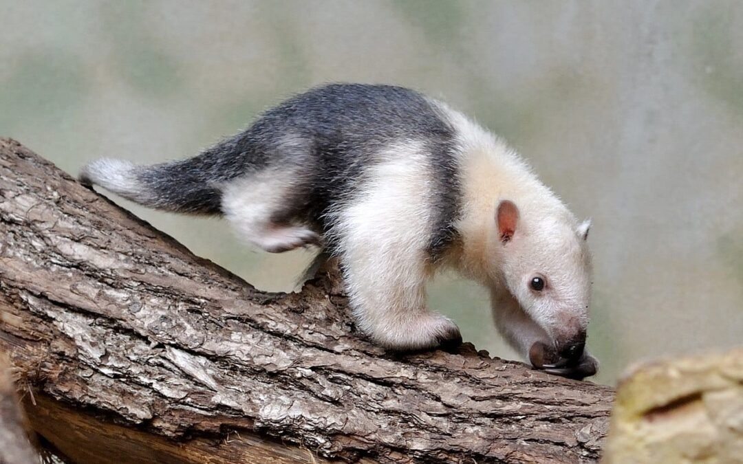 Tamanduá-mirim: o tamanduá de colete da América Latina