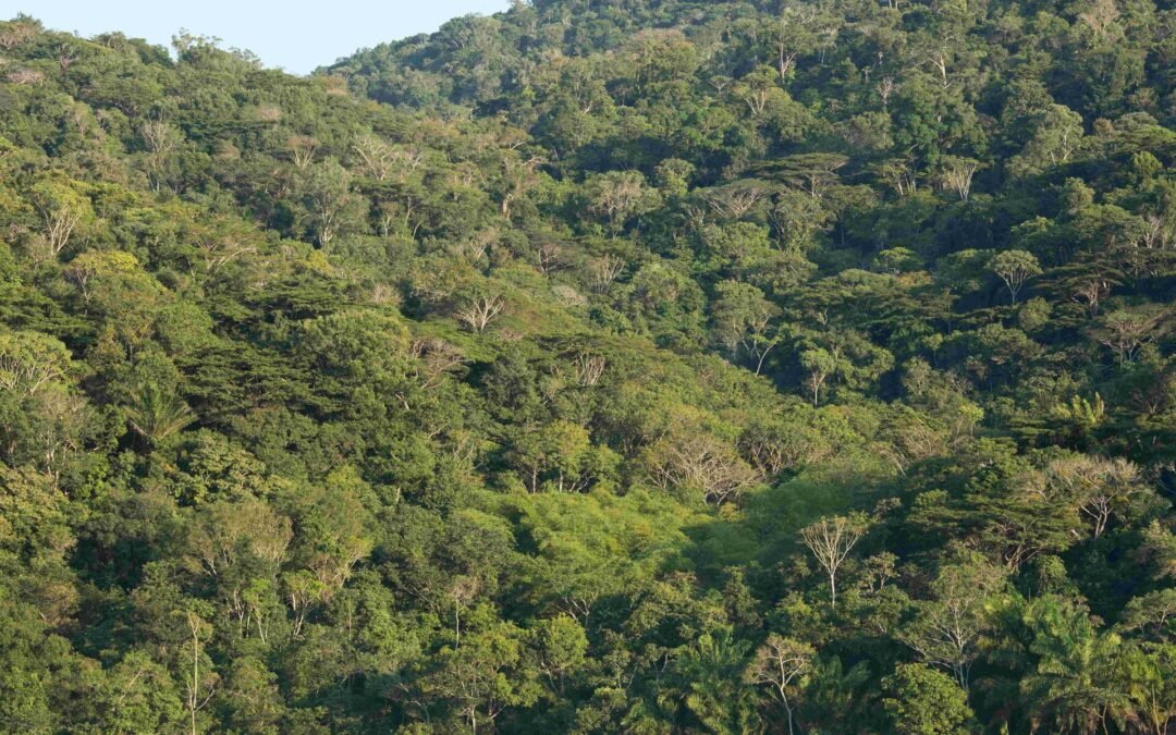 Apremavi é eleita conselheira do Pacto Mata Atlântica e do Diálogo Florestal