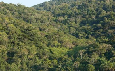 Um quarto das espécies de árvores estão ameaçadas de extinção