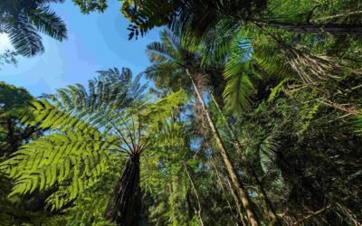 Xaxim-bugio: a pteridófita emblemática e ameaçada da Mata Atlântica