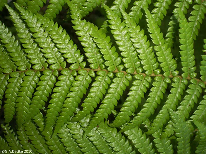 Xaxim-bugio (Dicksonia sellowiana)