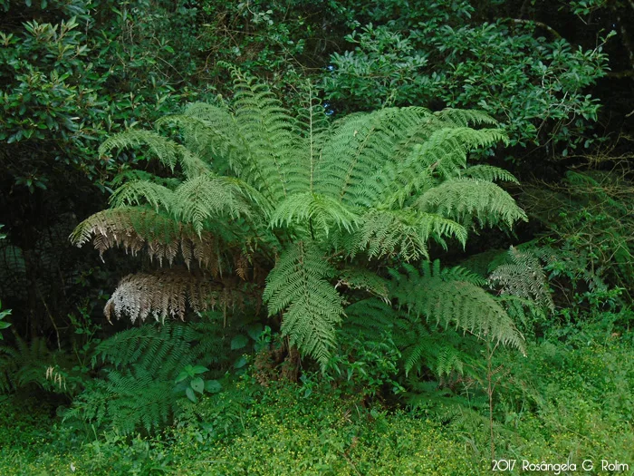 Xaxim-bugio (Dicksonia sellowiana)