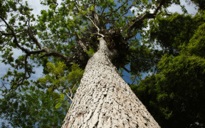 Brasil atualiza Plano Nacional de Vegetação Nativa