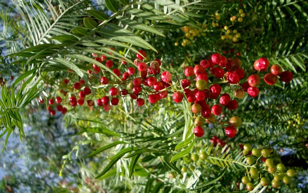 Aroeira-periquita: protagonista em SAFs e recuperação de ecossistemas