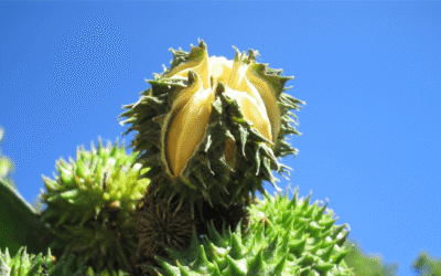 Pau-cutia, espécie ideal para o enriquecimento ecológico