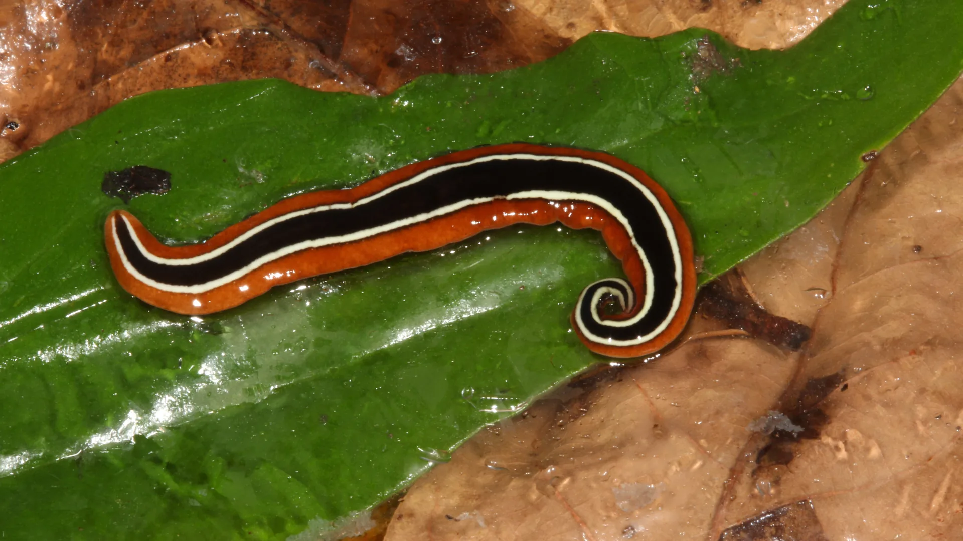 Espécie de planária, Geoplana vaginuloides, descrita por Darwin e que só existe no Rio de Janeiro. Local: Parque Estadual da Pedra Branca. Crédito: Planárias Terrestres Neotropicais - Uma Base de dados sobre os tricládidos.<br />
