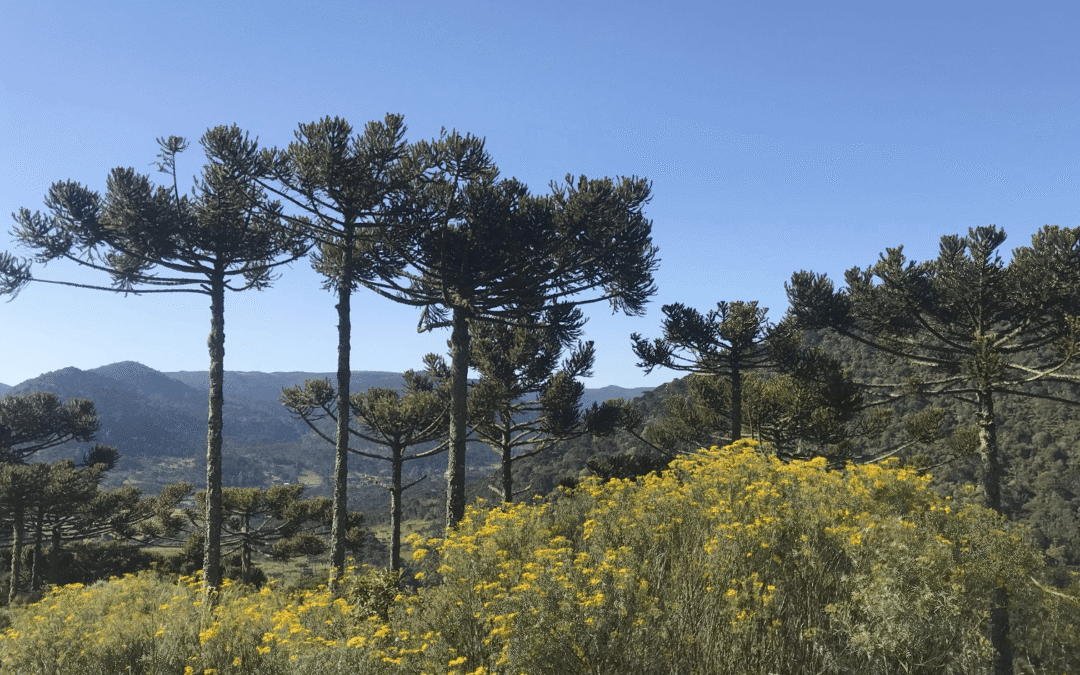 Quanto resta da Floresta com Araucárias?