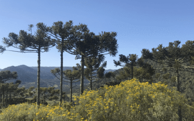 Quanto resta da Floresta com Araucárias?