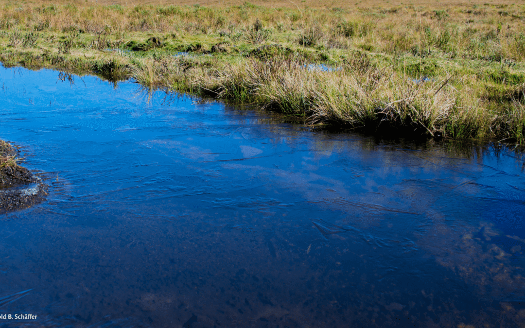 Os Campos de Altitude e seus serviços ecossistêmicos