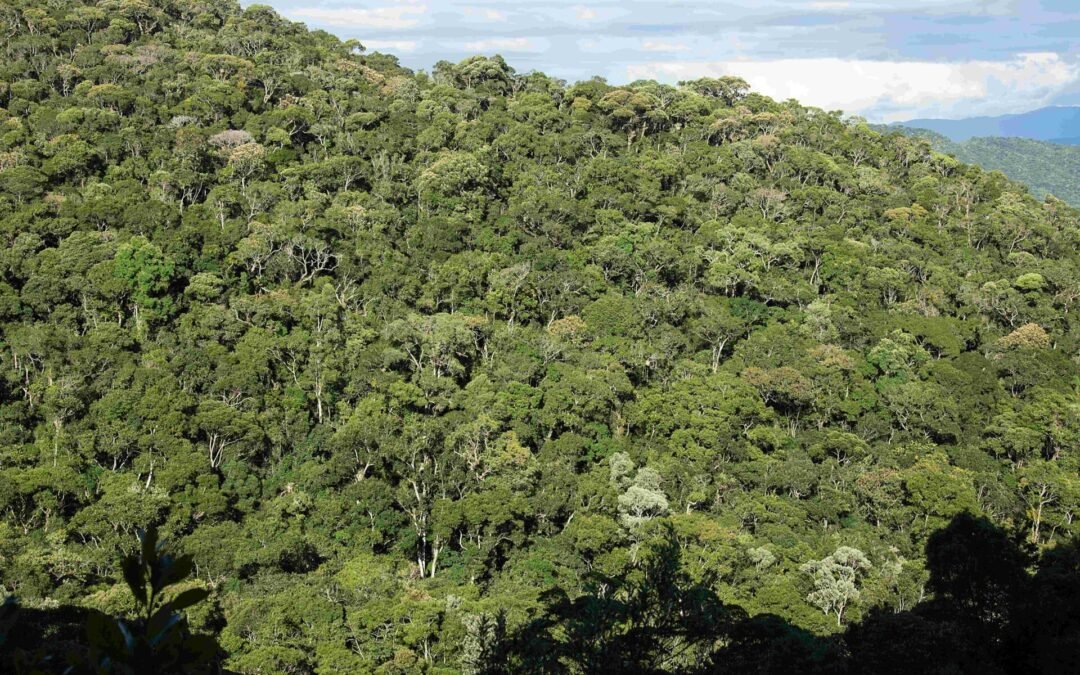 Seminário debate delegação de competência para intervenções na Mata Atlântica da região Sul