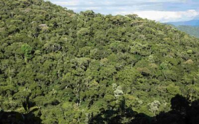 Seminário debate delegação de competência para intervenções na Mata Atlântica da região Sul