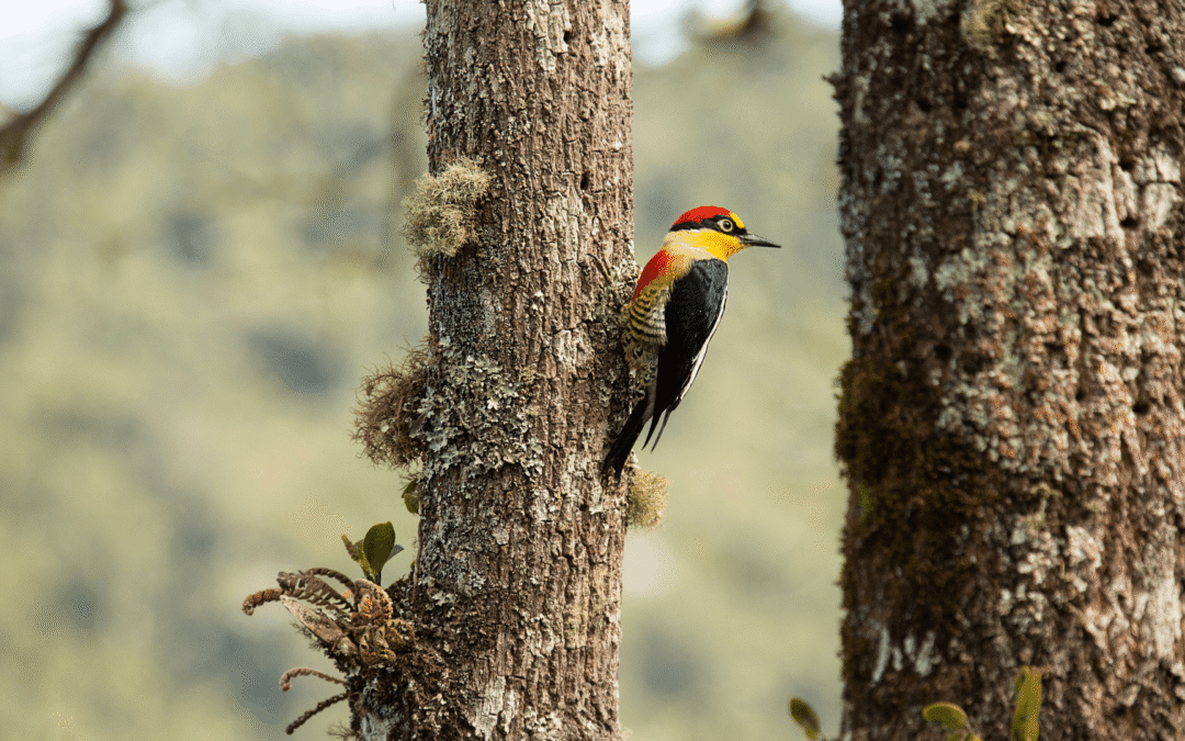 Brasil define novas metas para a biodiversidade até 2030