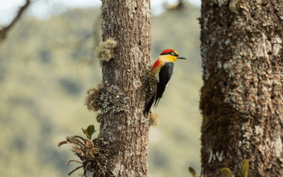 Brasil define novas metas para a biodiversidade até 2030