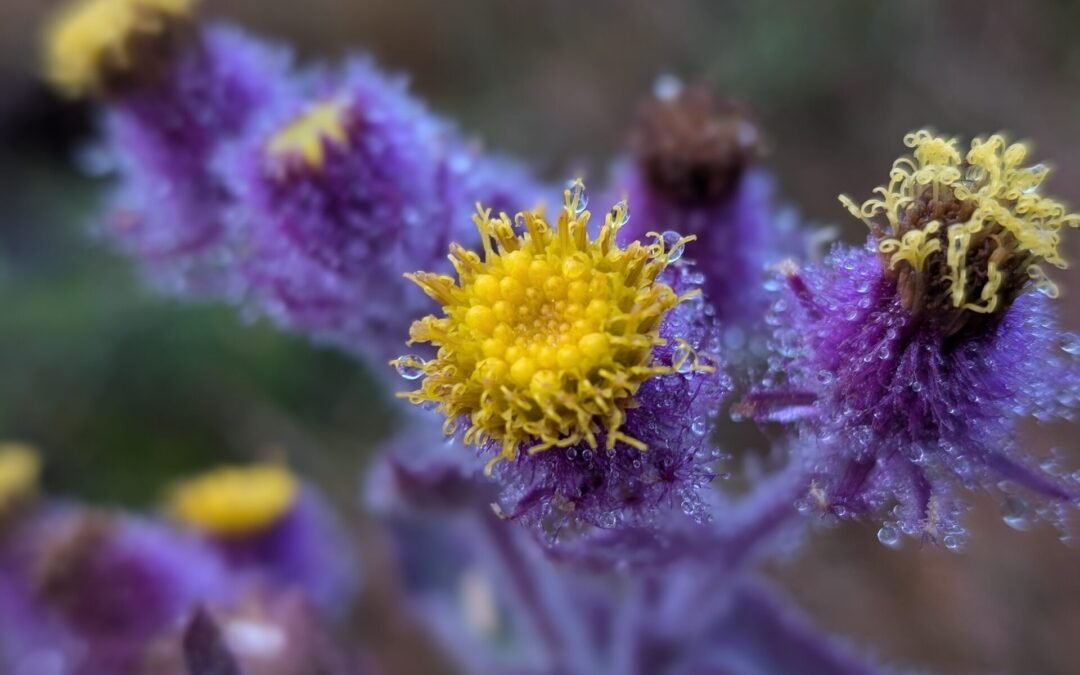Margarida-melada: espécie endêmica dos Campos de Altitude