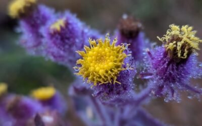 Margarida-melada: espécie endêmica dos Campos de Altitude