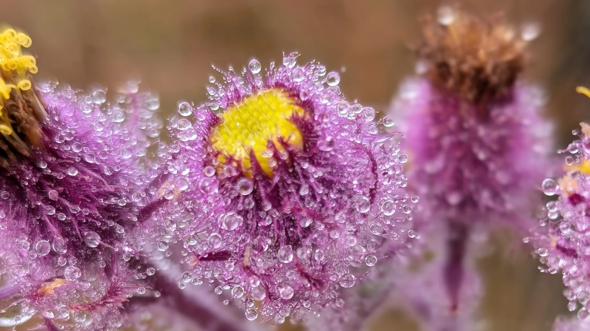 Detalhe dos ramos de Senecio conyzifolius (margarida-melada)