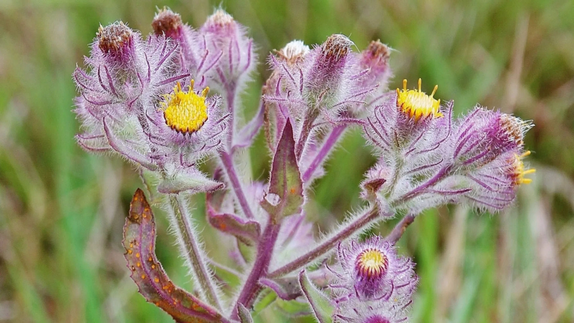 Detalhe dos ramos de Senecio conyzifolius (margarida-melada)