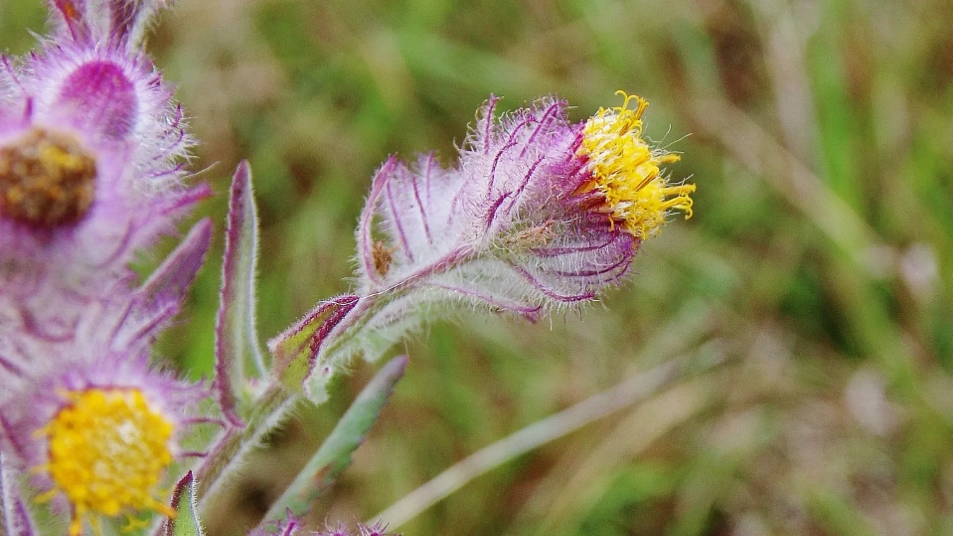 Detalhe das flores de Senecio conyzifolius (margarida-melada)