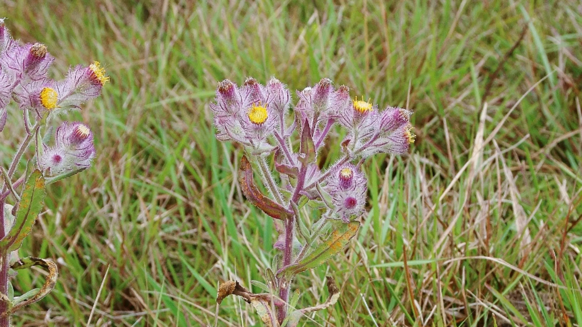 Detalhe dos ramos de Senecio conyzifolius (margarida-melada)