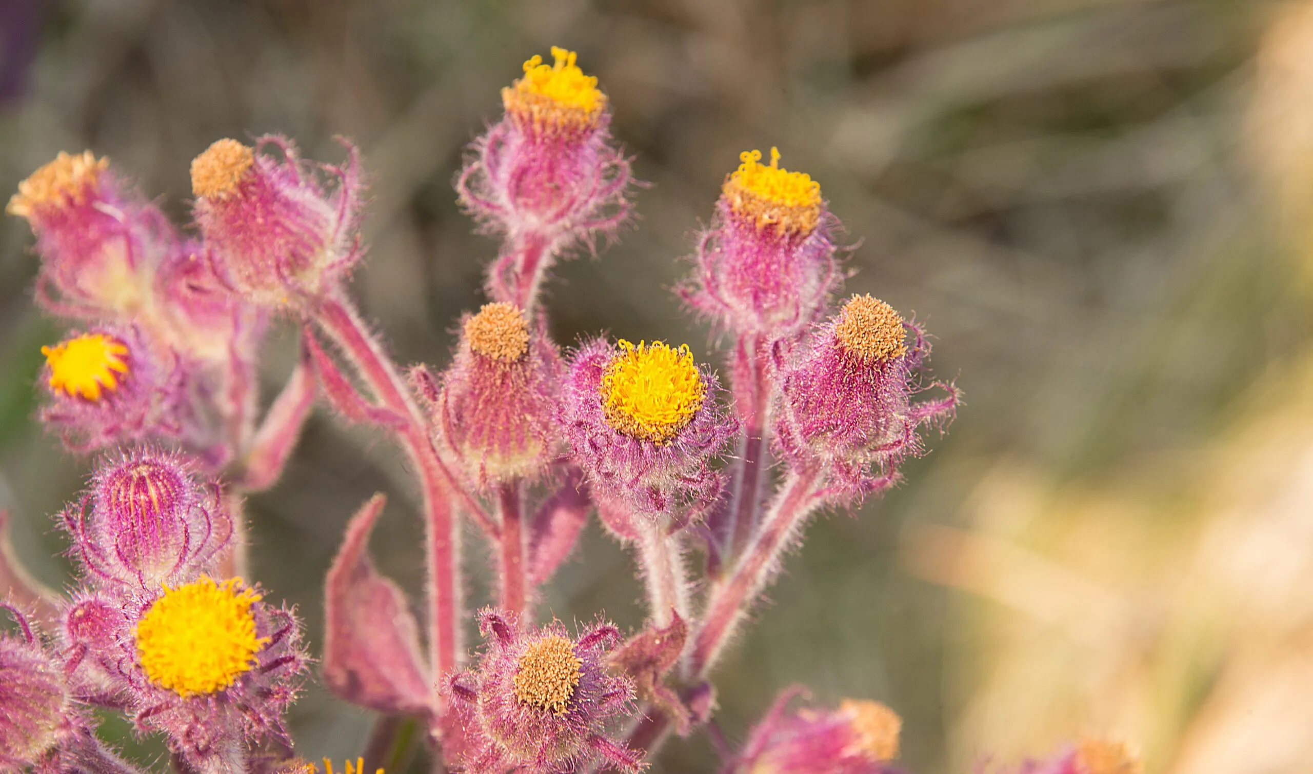 Detalhe dos ramos de Senecio conyzifolius (margarida-melada)