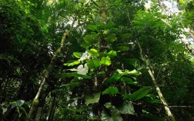 Restauração estratégica: áreas prioritárias para biodiversidade e carbono no Brasil
