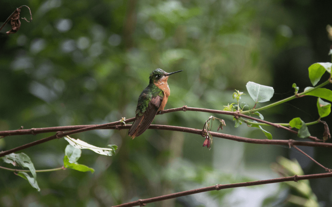 Informe Brasil 2045: avanços nas políticas ambientais em 2024
