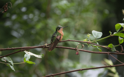 Informe Brasil 2045: avanços nas políticas ambientais em 2024