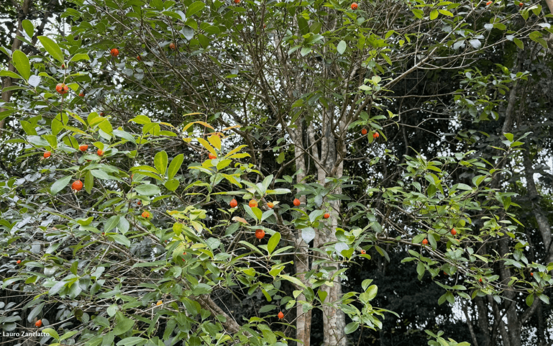 Laranjinha-do-mato, a mirtácea pouco conhecida da Mata Atlântica