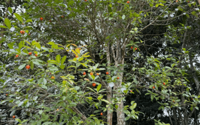 Laranjinha-do-mato, a mirtácea pouco conhecida da Mata Atlântica