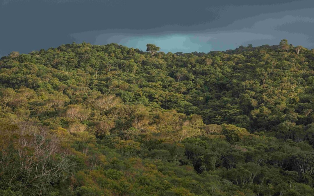 Clima muda rápido demais para as florestas tropicais