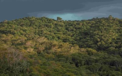 Clima muda rápido demais para as florestas tropicais