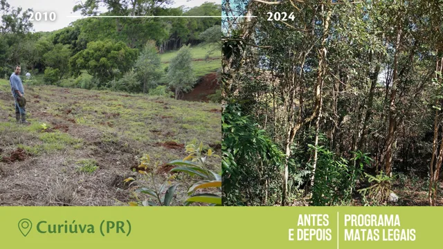 Antes e Depois do Programa Matas Legais