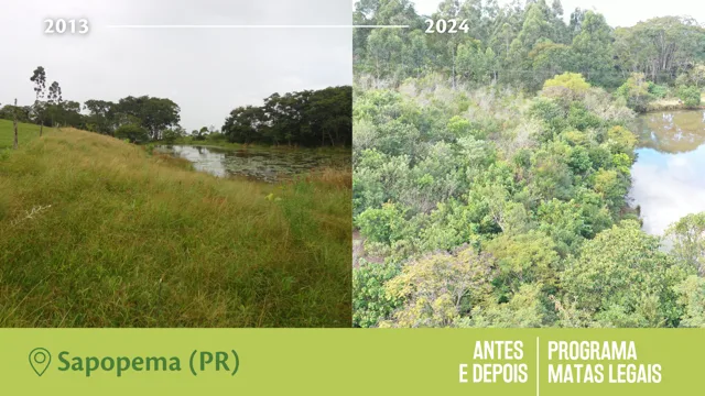 Antes e Depois do Programa Matas Legais