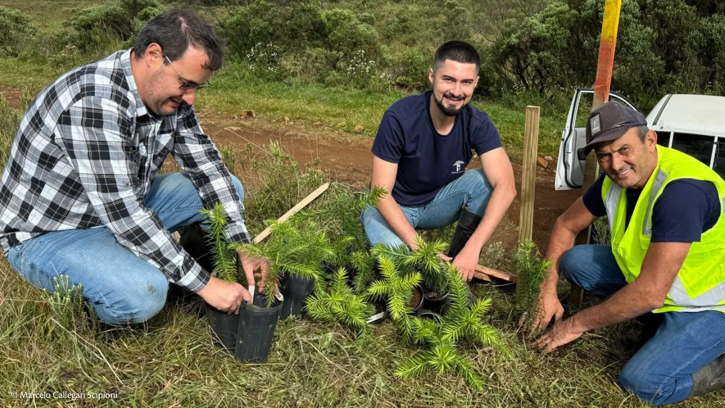 plantio_mudas_de_araucaria_gigante_1 Registro do plantio de mudas de araucária gigante na Fazenda dos Arroios - 04/2025