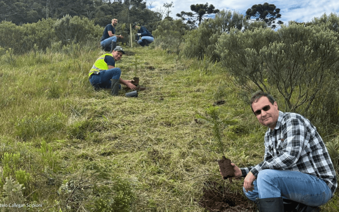 Apremavi realiza plantio de mudas de araucárias gigantes em parceria com a UFSC